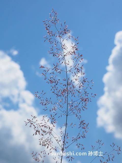 茵陳的功效與作用-茵陳泡水喝-綿茵陳-茵陳蒿