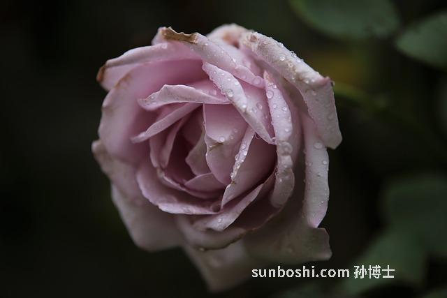 玫瑰花茶的功效與作用-枸杞玫瑰花茶-紅玫瑰花茶-紅棗玫瑰花茶