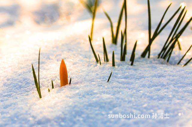 積雪草的功效與作用-積雪草面膜-積雪草苷-積雪草護(hù)膚品-積雪草美容