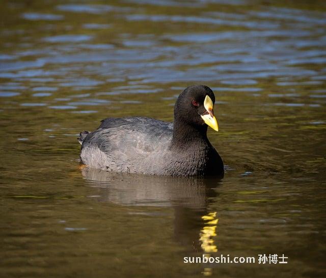 赤白芍的功效與作用及禁忌-赤白芍藥的功效與作用-赤芍與赤白芍的功效與作用