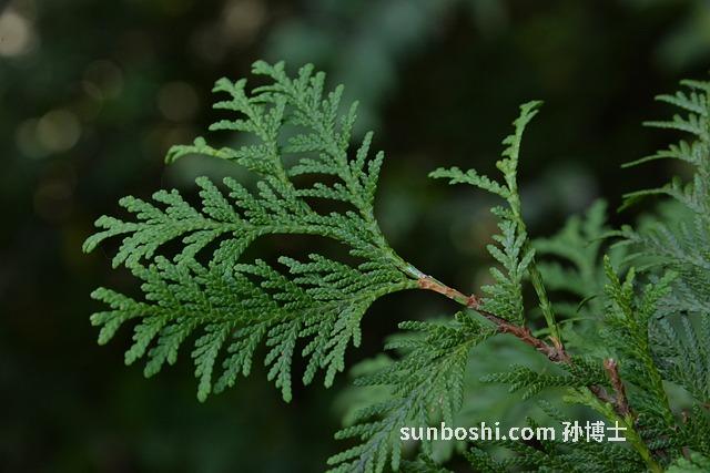 側柏葉的功效與作用-側側柏葉-生側柏葉-側柏葉炭-側柏葉泡酒