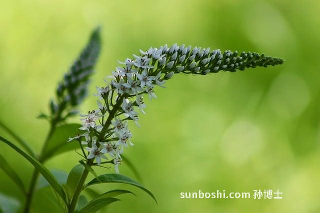 荸薺和甘蔗煮水的功效與作用