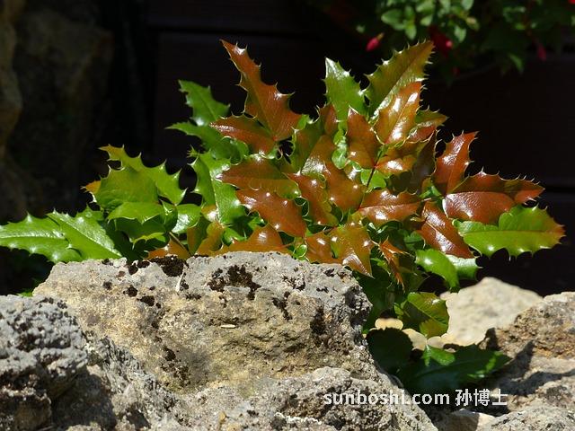 穿心木的功效與作用