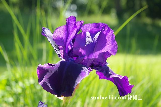 山枝花根的功效與作用