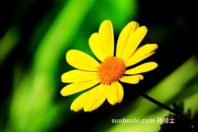 野菊花梗的功效與作用