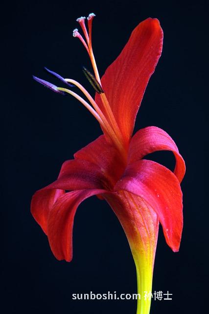 黑蒜的功效與作用有哪些-黑蒜的功效與作用蒜-山東黑蒜的功效與作用