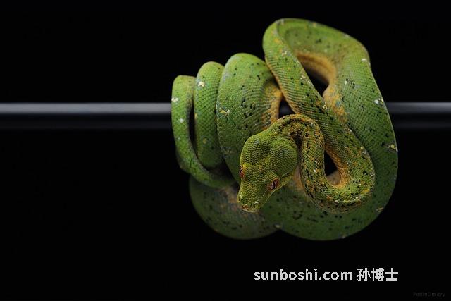 烏梢蛇的功效與作用及禁忌-中藥烏梢蛇功效與作用-烏梢蛇泡酒功效與作用