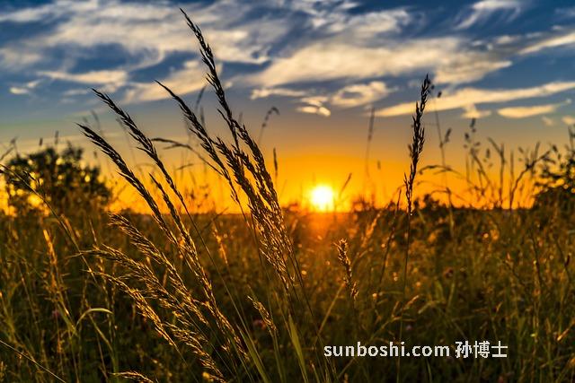 炒大麥泡水喝的功效與作用