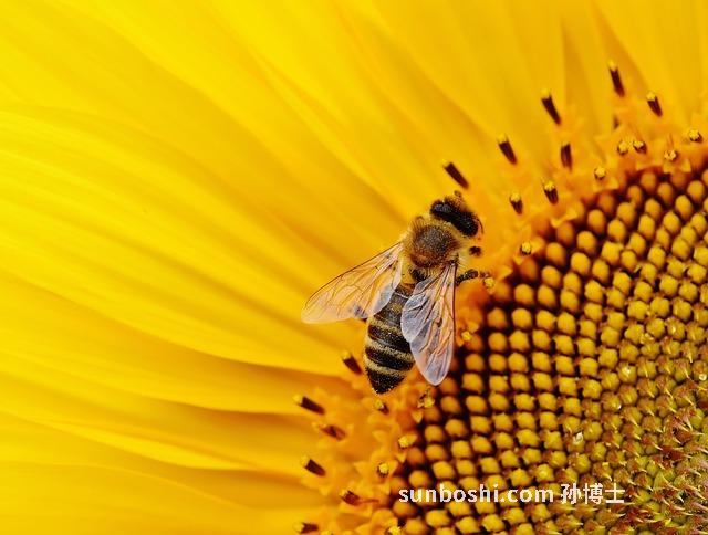 葵花花粉的功效與作用