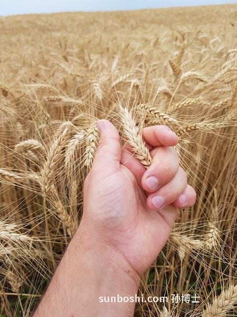 茍杞葉的功效與作用