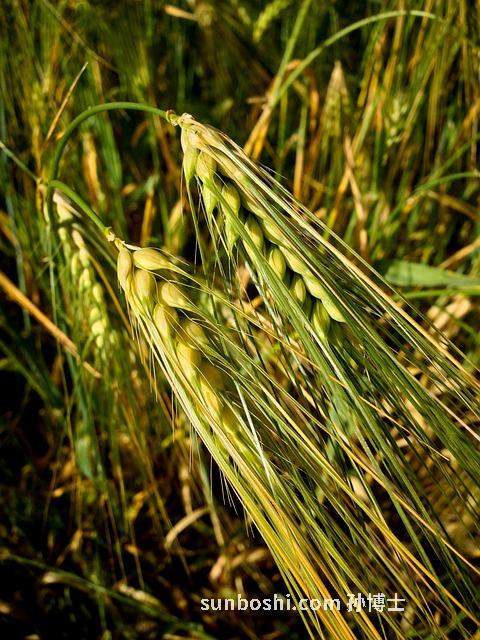 青稞麥苗的功效與作用