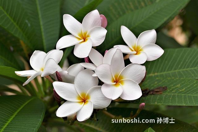 夢見黃雞蛋-夢見雙黃雞蛋-夢見吃雙黃雞蛋