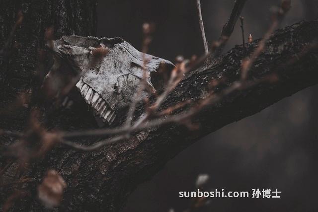 夢見人骨頭-夢見死人骨頭