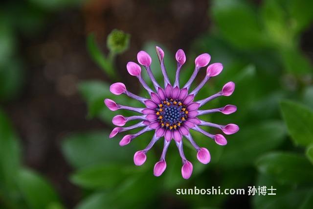 夢見人骨-夢見親人骨-夢見死人的骨頭