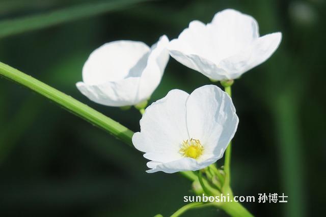 勒慈菇藥用功效與作用