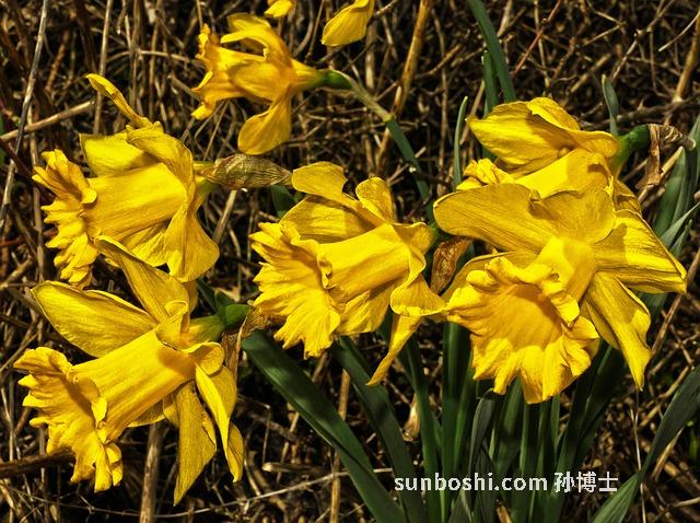 黃岑的美容功效與作用