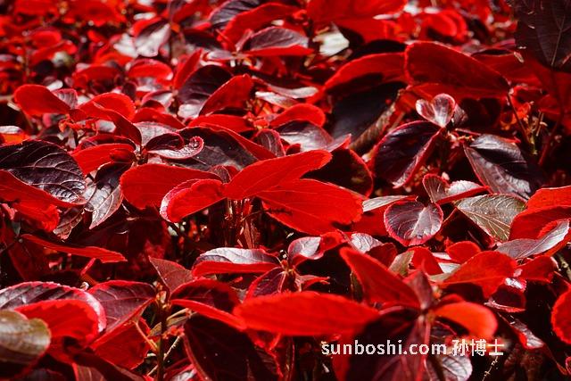 火麻葉的功效與作用