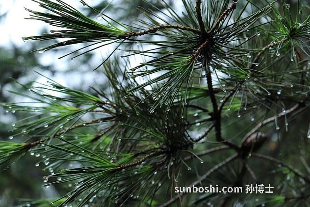 石老鼠的功效與作用-石老鼠根的功效與作用-石老鼠泡酒功效與作用