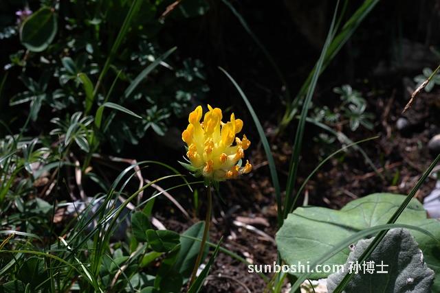 毛細(xì)辛的功效與作用