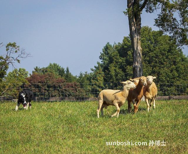 夢見吃羊雜-夢見吃羊雜碎