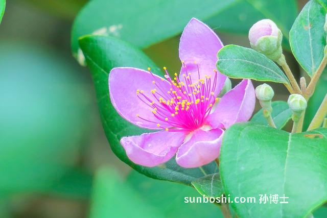 山稔子根的功效與作用