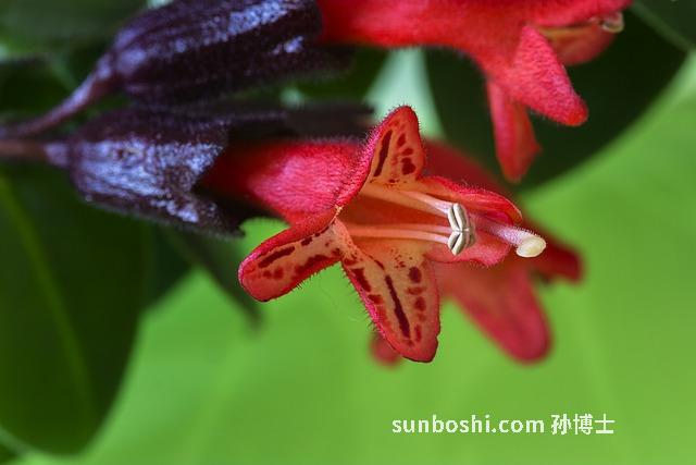 夢見親嘴-夢見和別人親嘴-夢見被別人親嘴