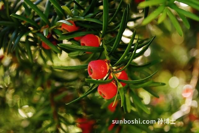 紅豆杉籽的功效與作用-紅豆杉籽泡酒的功效與作用