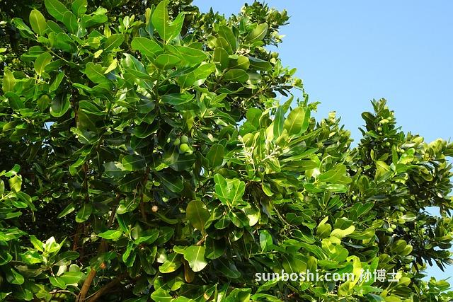 金桂黑糖的功效與作用