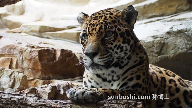 夢(mèng)見貓生了-夢(mèng)見貓生仔-孕婦夢(mèng)見貓生男生女