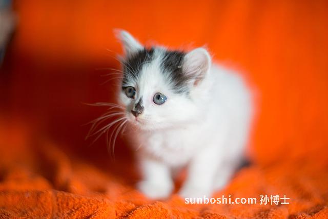 夢見三只貓-孕婦夢見三只貓-夢見養了三只貓