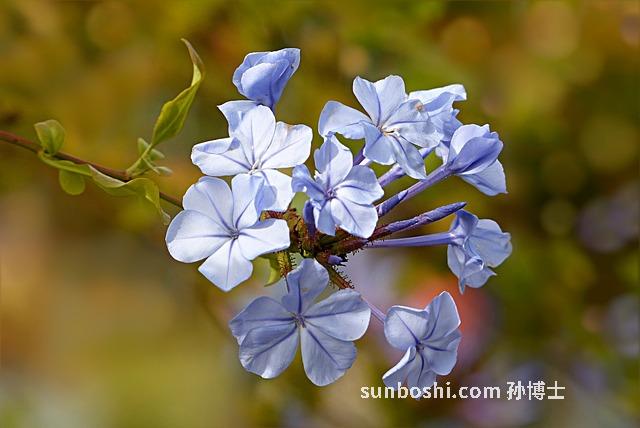 白花木瓜的功效與作用