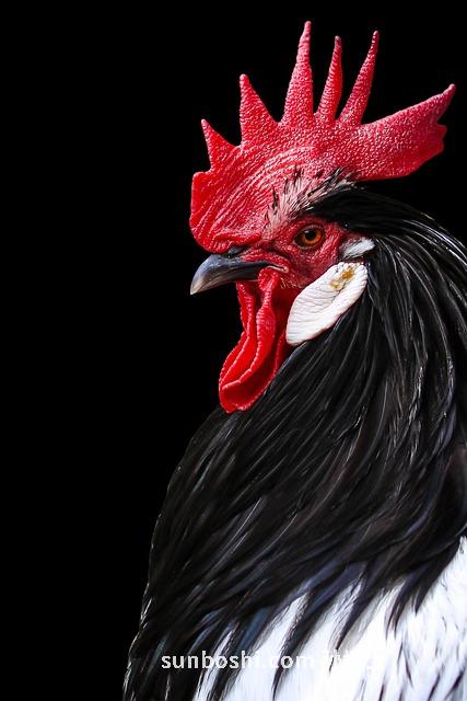 黑雞膏的功效與作用