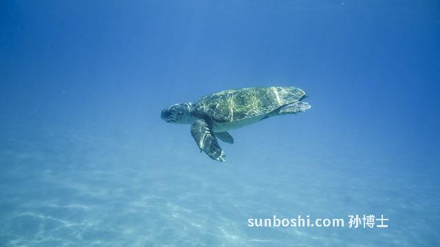 夢(mèng)見(jiàn)抓到大烏龜