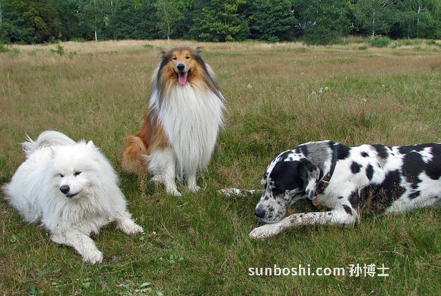 夢見悟空-夢見悟空打-夢見孫悟空打妖怪
