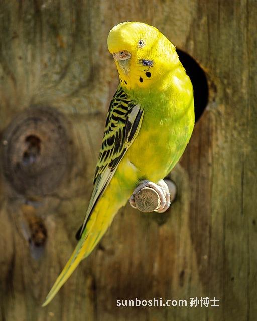 夢(mèng)見小黃蛇-夢(mèng)見被小黃蛇咬-孕婦夢(mèng)見小黃蛇