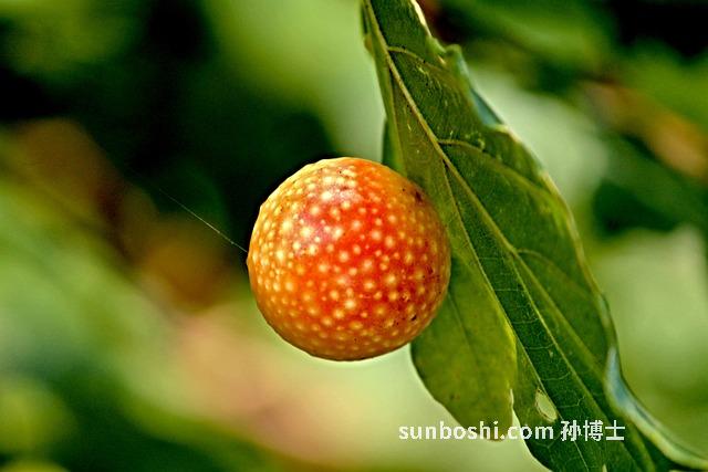 膽寧片的功效與作用及副作用-膽寧片的功效與作用及副作