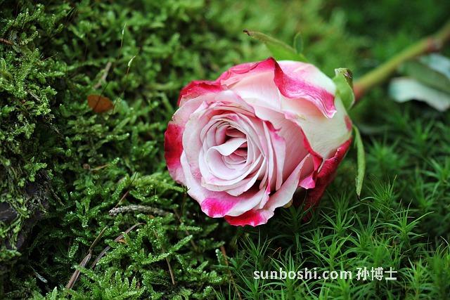 夢見蛇在床下-夢見蛇在床下面-女人夢見蛇在床下