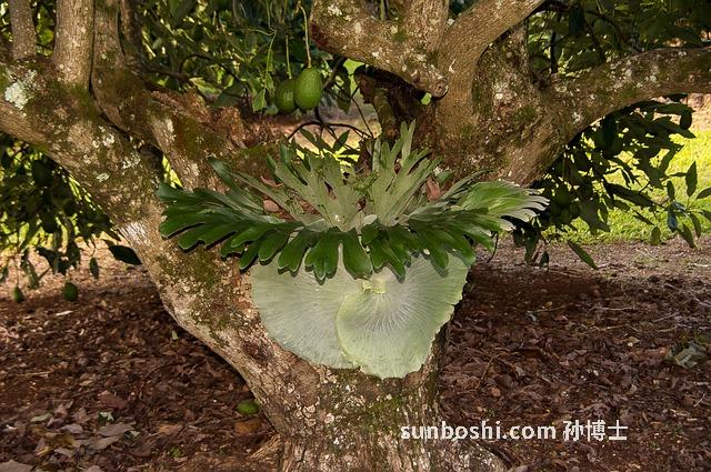 夢見糠-夢見米糠-夢見麥糠