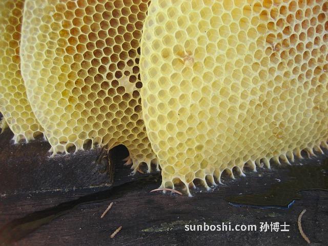 夢見蜜蠟-夢見撿蜜蠟-夢見撿到蜜蠟