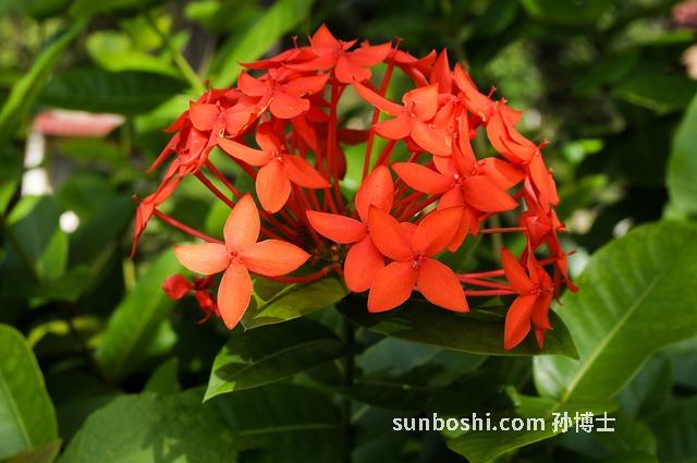 七星樹的功效與作用