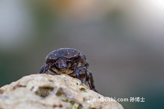 夢見挑糞-夢見別人挑糞-夢見挑糞水