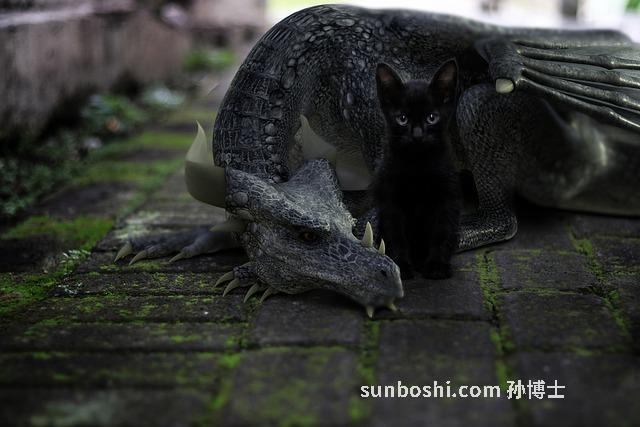 夢見龍貓-夢見養龍貓-孕婦夢見龍貓