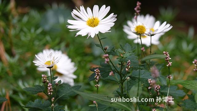 艾條灰的功效與作用