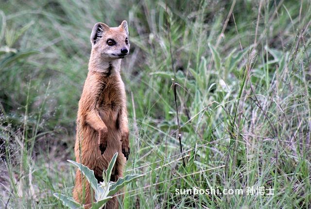 夢(mèng)見(jiàn)站崗-夢(mèng)見(jiàn)崗樓站崗-夢(mèng)見(jiàn)狗站崗