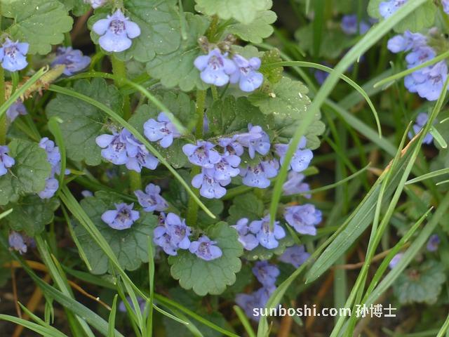 連錢草的功效與作用及禁忌-連錢草功效與作用量