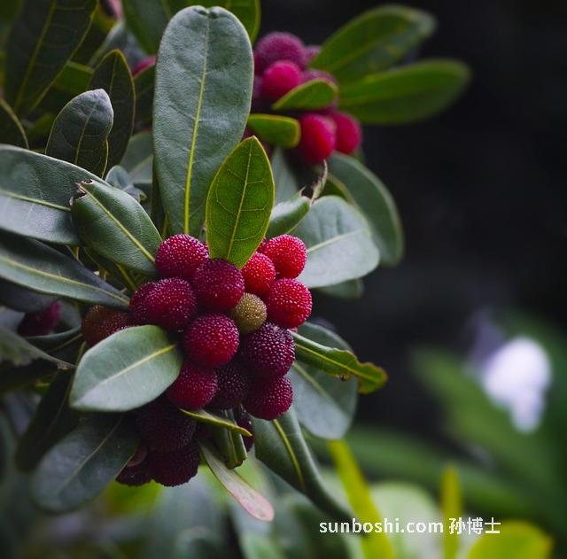 夢見很多桃-夢見很多桃子-夢見摘了很多桃子