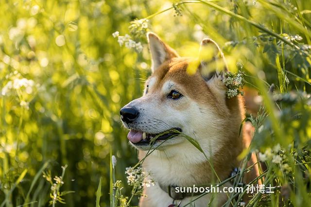 夢見柴犬-夢見柴犬成群-夢見養(yǎng)了柴犬