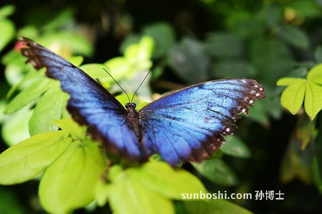 田七外用的作用與功效
