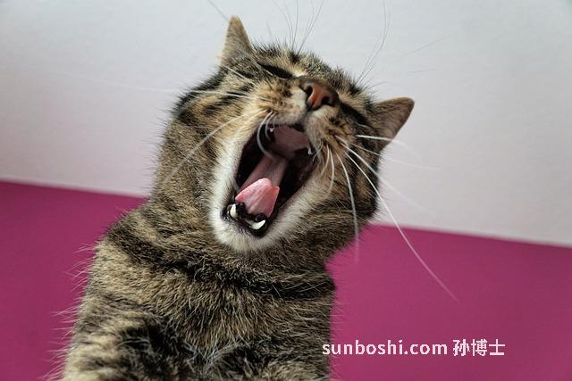 夢見貓哭-夢見家貓哭-夢見貓哭鬧