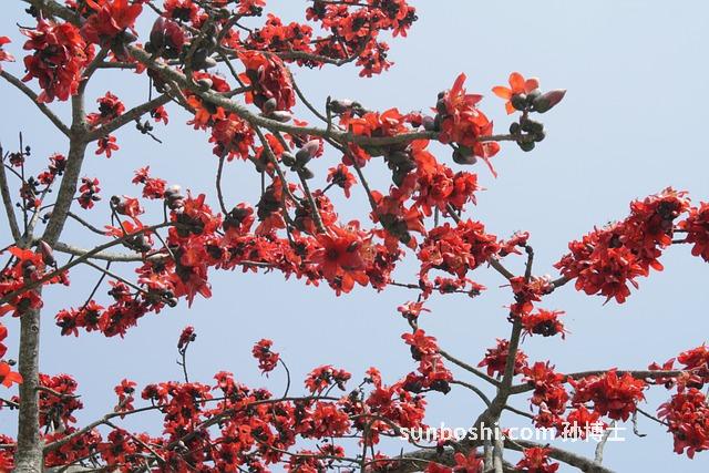 木棉樹根的功效與作用